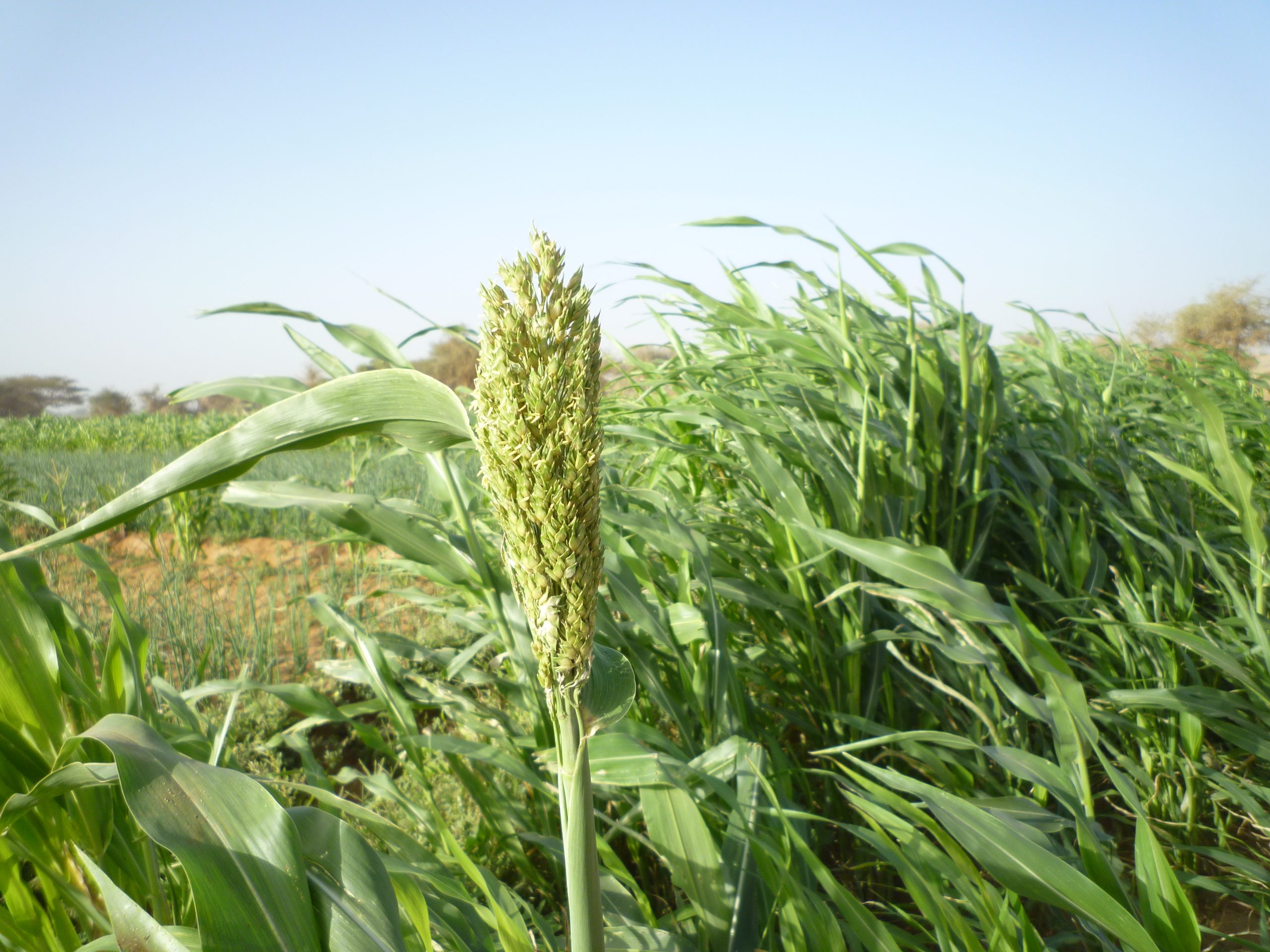 Plants of Sudan