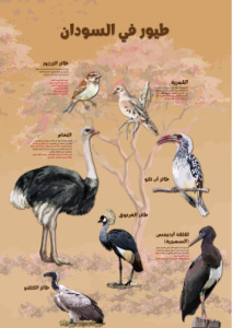 Land Birds arabic
