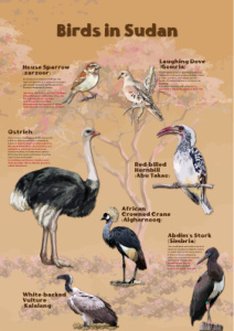 Land Birds - english