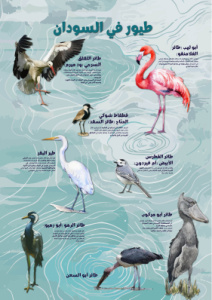 Water Birds-arabic