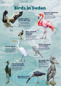 Water Birds-english