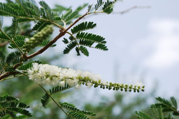 Acacia-polyacantha_01