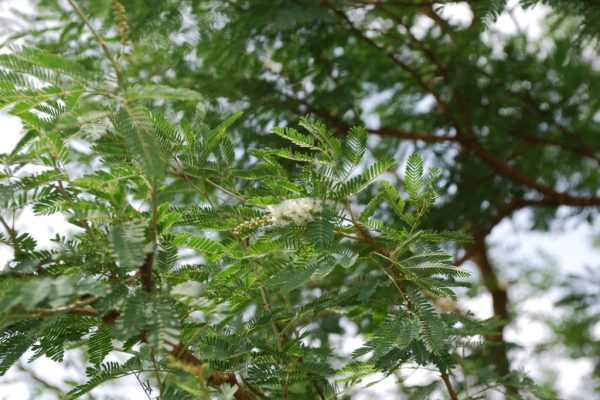 Acacia-polyacantha_02