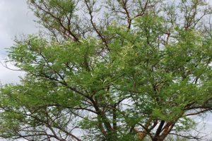 Acacia-polyacantha_03