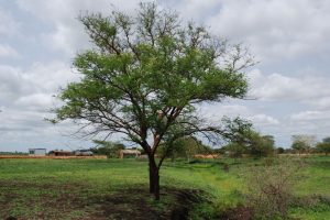 Acacia-polyacantha_04