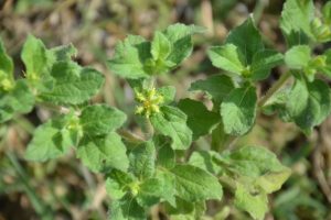 Acanthospermum-hispidum_01