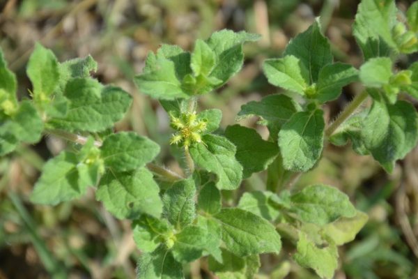 Acanthospermum-hispidum_01