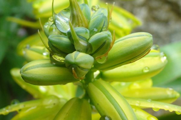 Albuca-abyssinica_01
