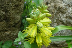 Albuca-abyssinica_02