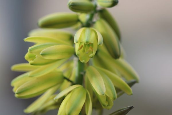 Albuca-abyssinica_05