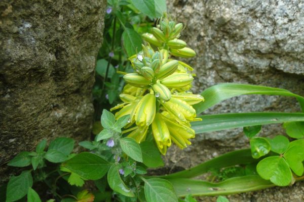 Albuca-abyssinica_06