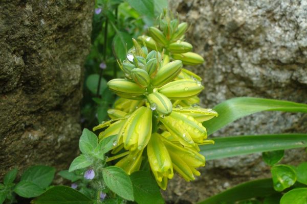 Albuca-abyssinica_07