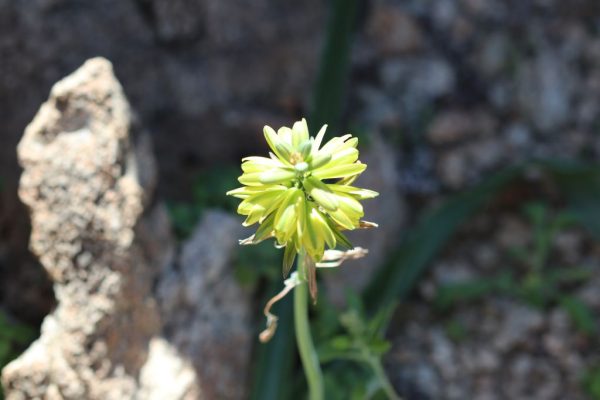 Albuca-abyssinica_10