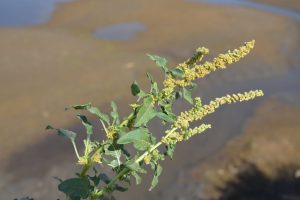 Amaranthus-spinosus_01