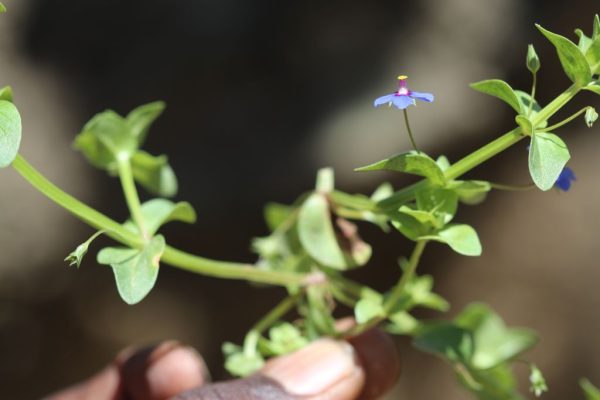 Anagallis-arvensis_01