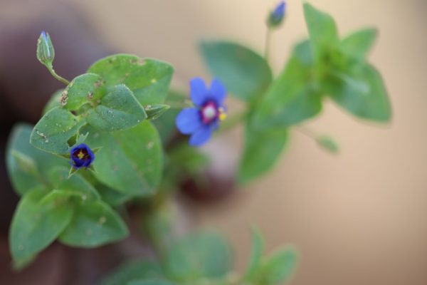 Anagallis-arvensis_02