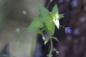 Anagallis-arvensis_04