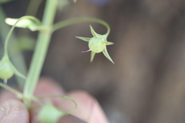 Anagallis-arvensis_05
