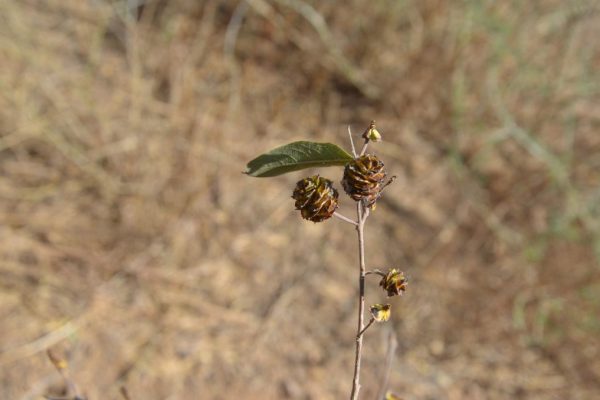 Anogeissus-leiocarpus_01