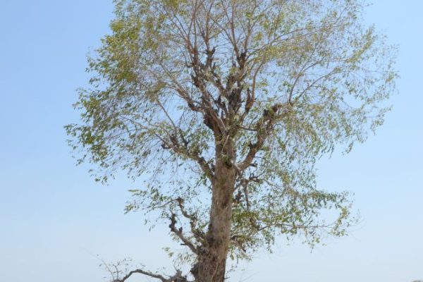 Anogeissus-leiocarpus_03