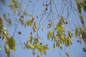 Anogeissus-leiocarpus_04