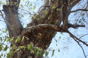Anogeissus-leiocarpus_05