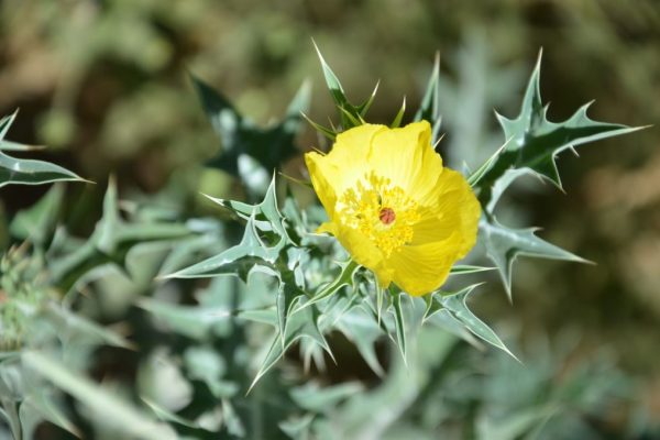 Argemone-mexicana_01-1