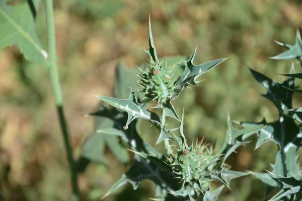 Argemone-mexicana_04-1