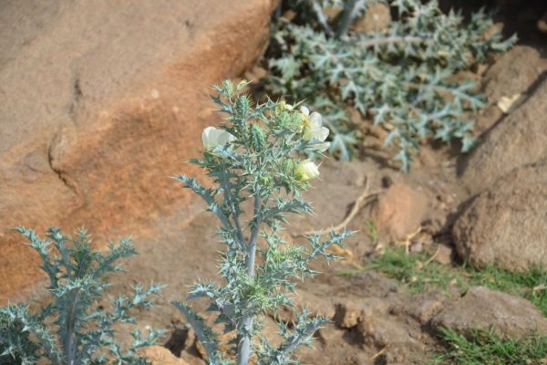 Argemone-ochroleuca_02-1