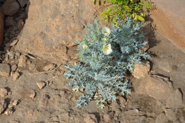 Argemone-ochroleuca_03-1