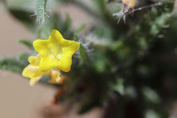 Arnebia-hispidissima_01