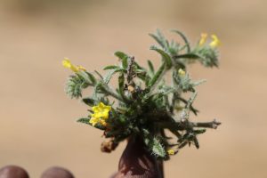 Arnebia-hispidissima_03