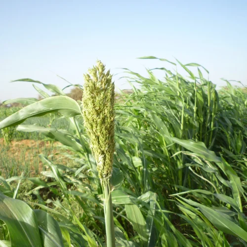 Plants of Sudan
