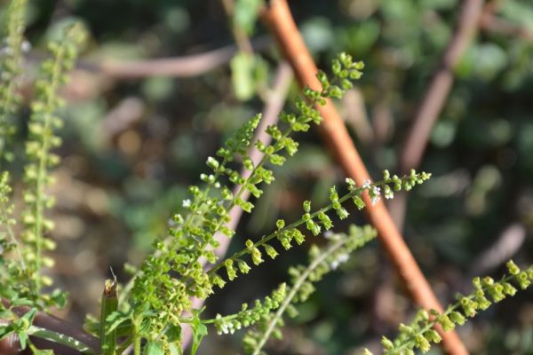 Basilicum-polystachyon_03