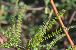 Basilicum-polystachyon_04