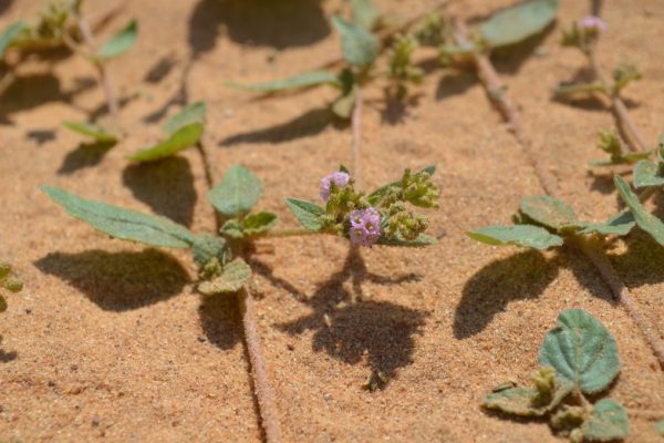 Boerhavia-diffusa_01