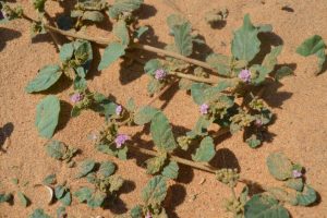 Boerhavia-diffusa_02