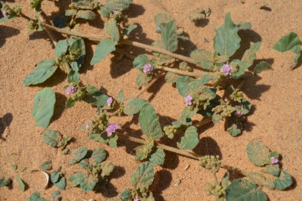Boerhavia-diffusa_02