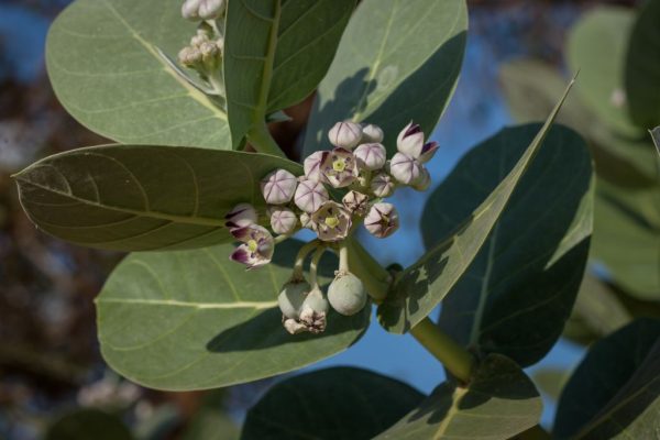 Calotropis-procera_01-1