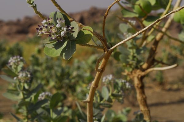 Calotropis-procera_02