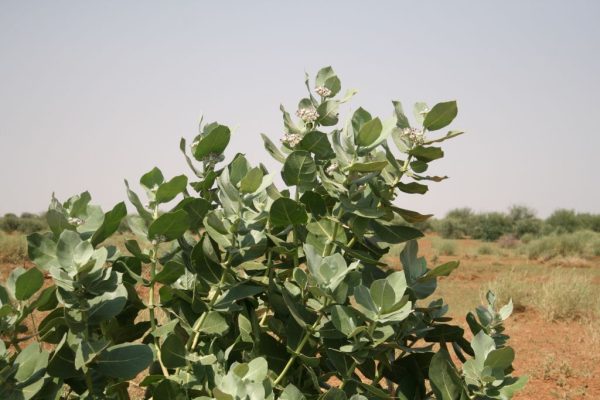 Calotropis-procera_03