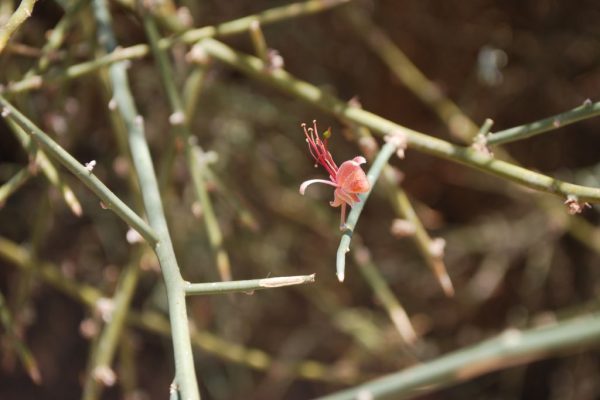 Capparis-decidua_01