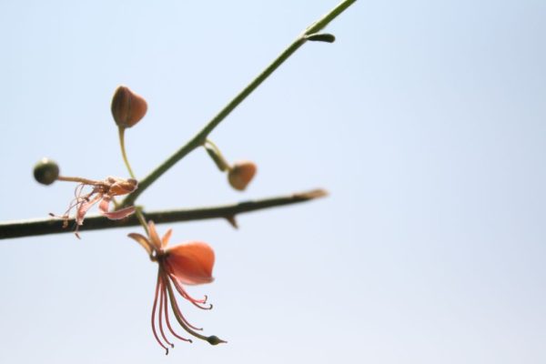 Capparis-decidua_02
