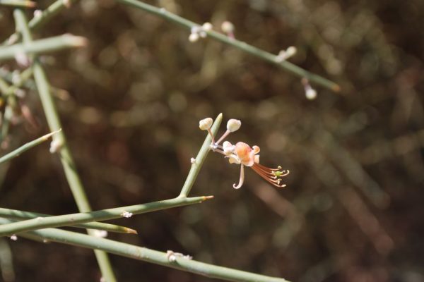 Capparis-decidua_03