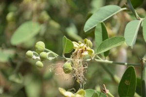 Capparis-tomentosa_01