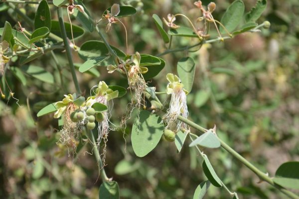Capparis-tomentosa_02
