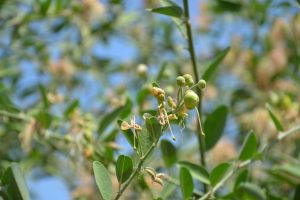 Capparis-tomentosa_03