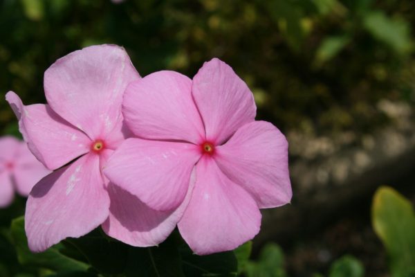 Catharanthus-roseus_01
