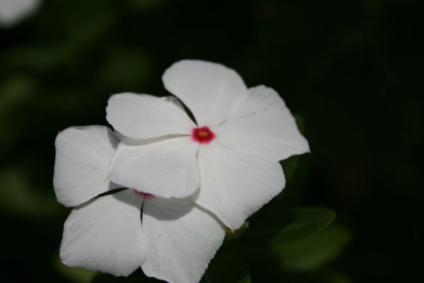 Catharanthus-roseus_02