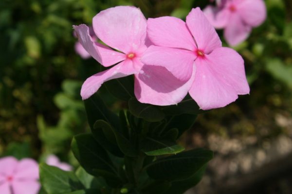 Catharanthus-roseus_03
